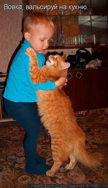 Котики приколы с надписями