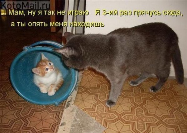Смешные картинки с животными с надписями