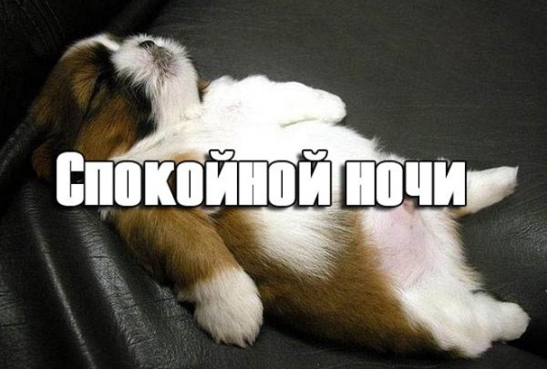 Спокойной ночи смешные картинки