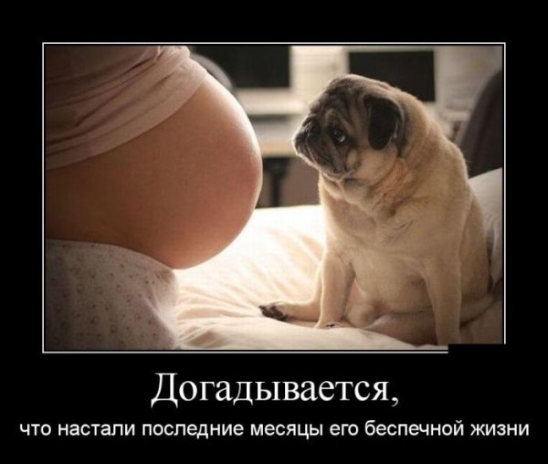 Демотиваторы ржачные для поднятия настроения