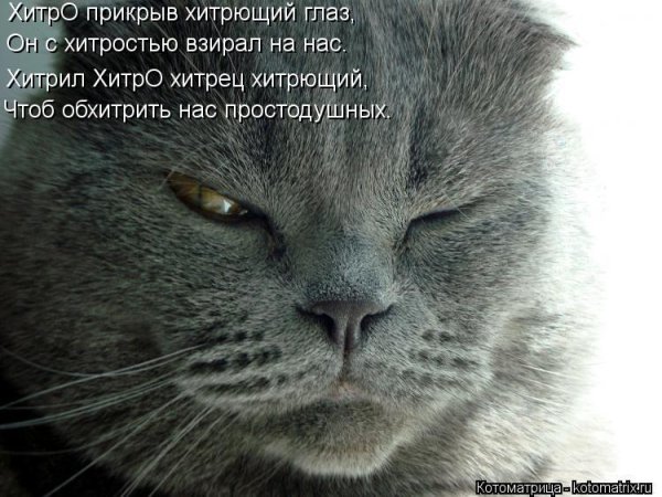 Хитрый кот