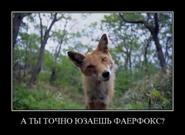 Приколы про лису
