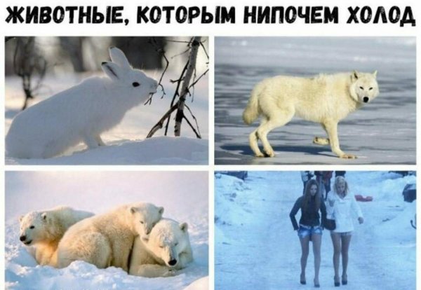 Животные которым нипочем холод