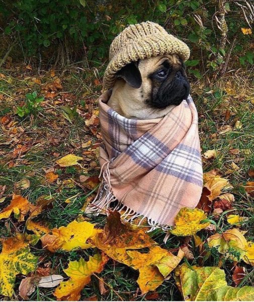 Осенний Мопс