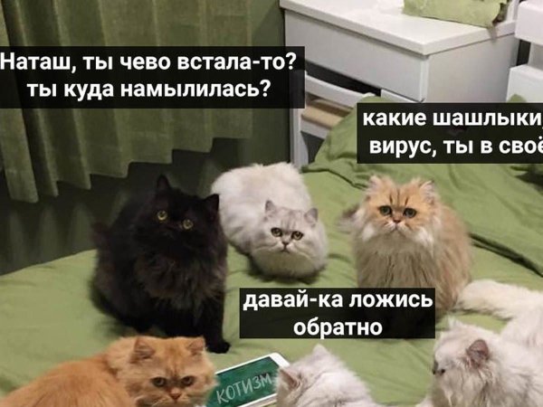 Про котов и наташу