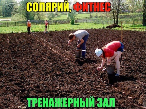 Смешные картинки про дачу и огород