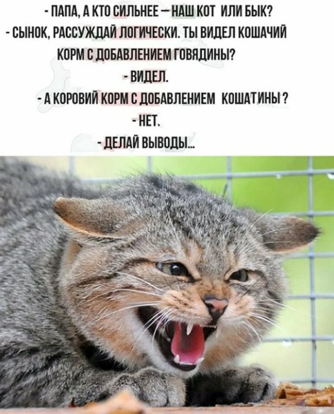 Анекдоты в картинках с надписями