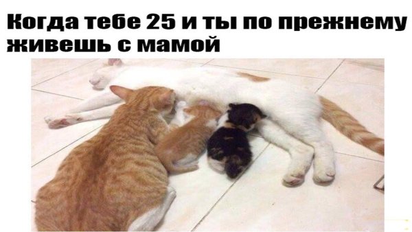 Жизненные ситуации смешные