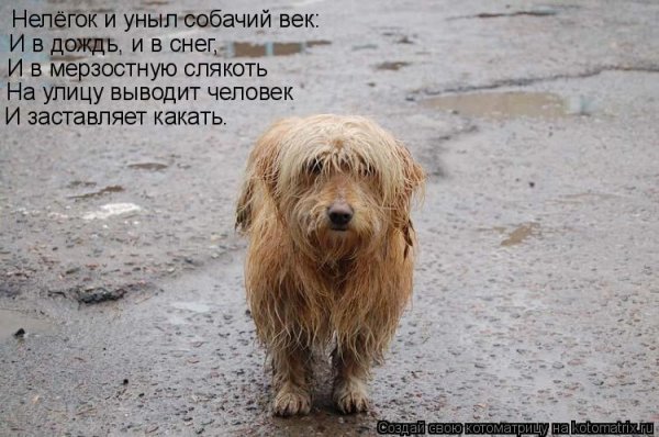 Унылая собака