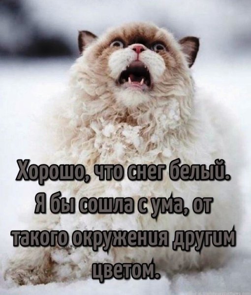 Смешные статусы про снег