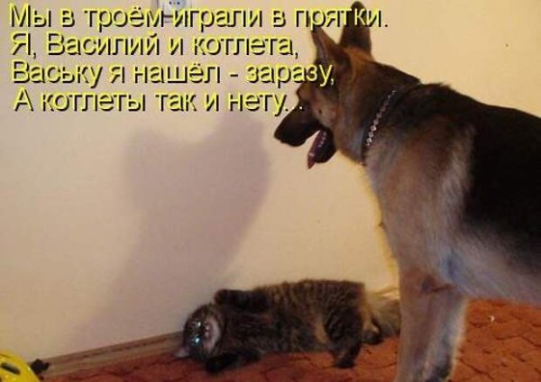 Прикольные надписи про собак