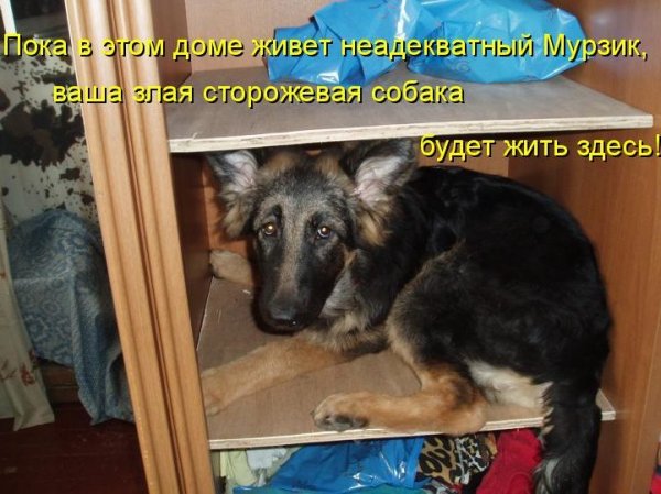 Смешные собаки с надписями