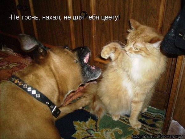 Смешные коты и собаки с надписями