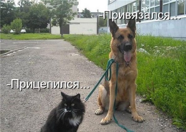 Собаки приколы с надписями