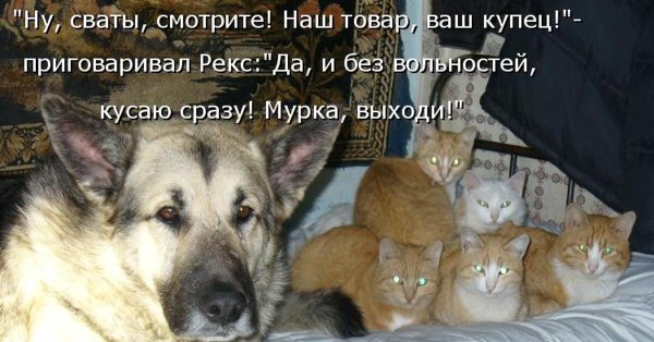 Шутки про собак