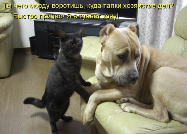Юмор животные с надписями