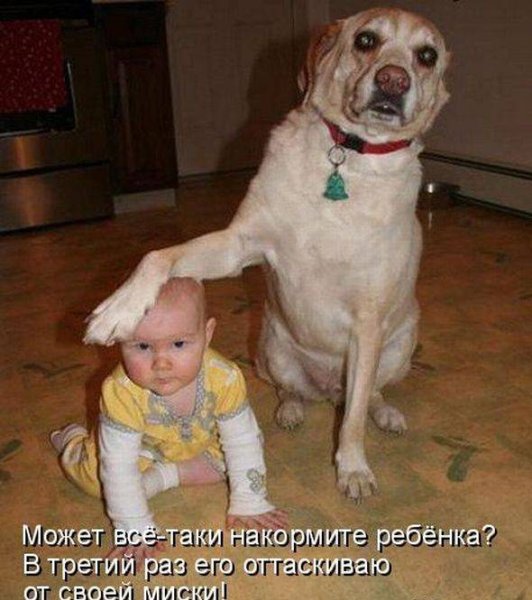 Смешные картинки с животными с надписями