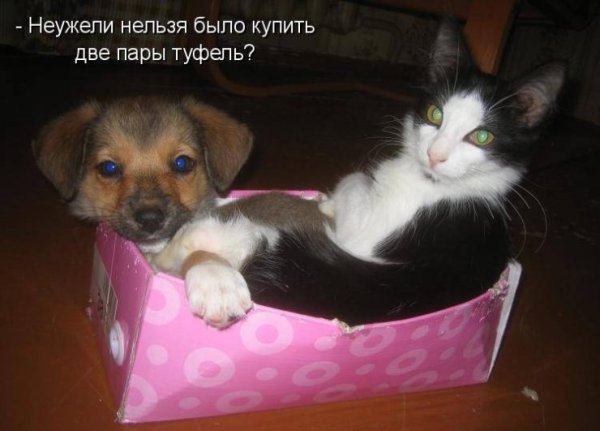 Собачки и котики с надписями