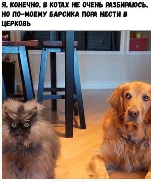 Прикольные картинки с собаками