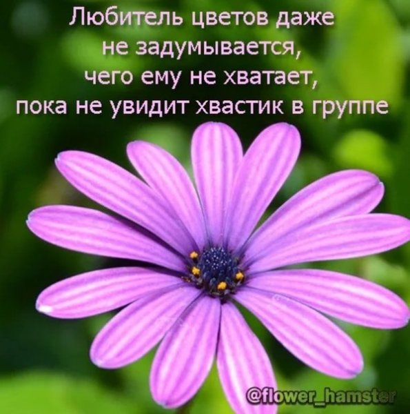 Прикольные фразы про цветы