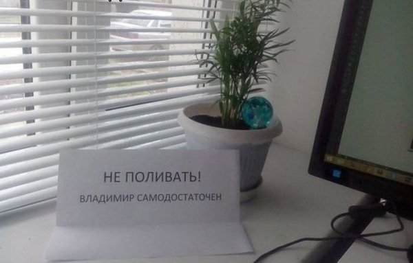 Комнатные растения юмор
