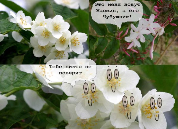 Жасмин чубушник Мем