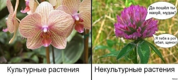 Шутки про цветы