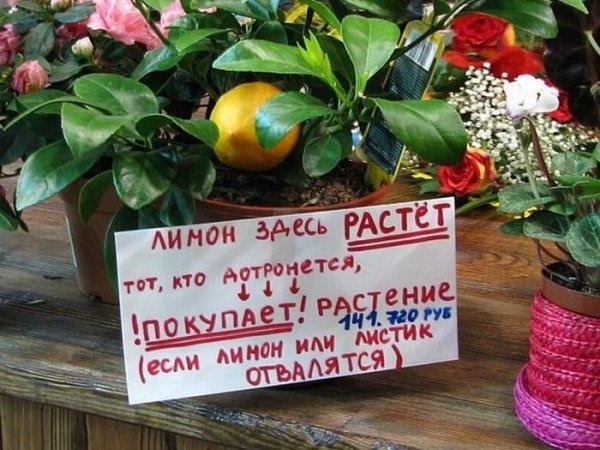 Шутки про цветы