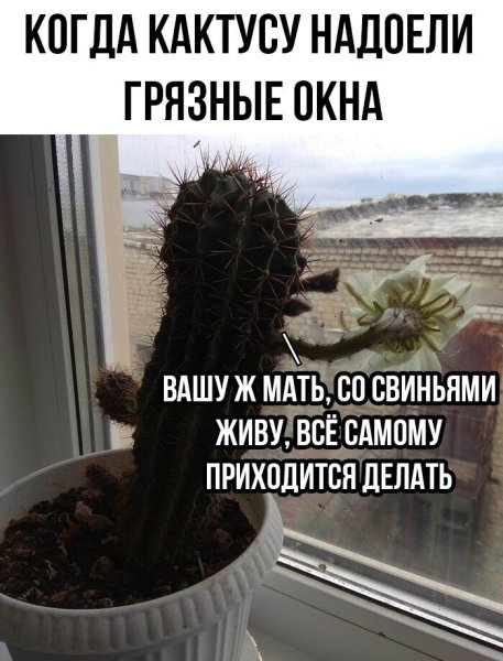 Шутки про Кактус