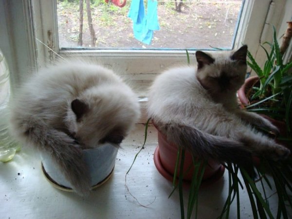 Смешные коты с надписями