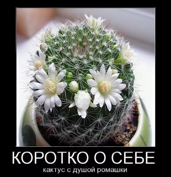Коротко о себе Кактус с душой ромашки