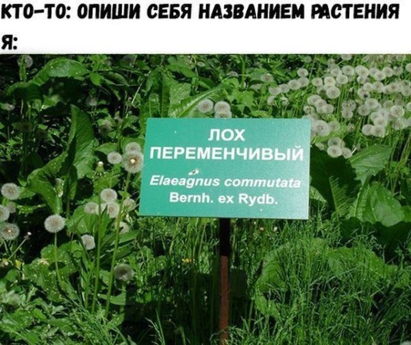Приколы названия растений