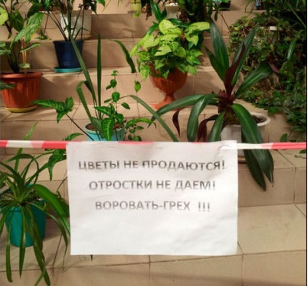 Шутки про комнатные растения