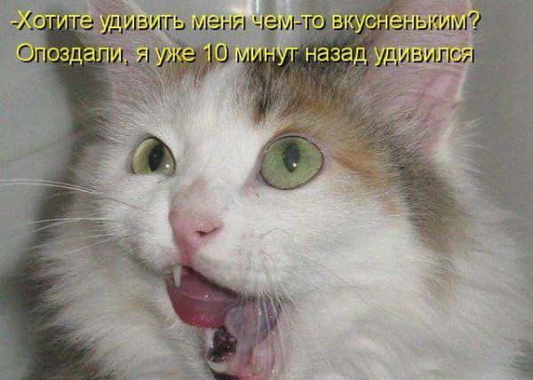 Смешные и удивленные коты с надписями
