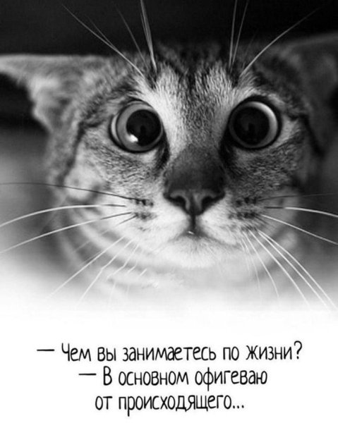 Чем занимаетесь по жизни в основном офигеваю