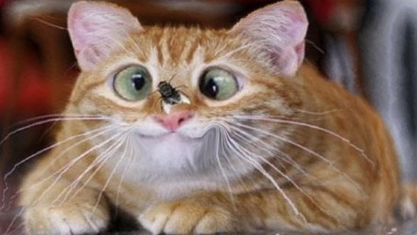 Улыбка кота