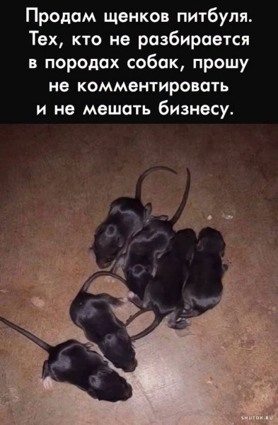 Прикол продаются щенки