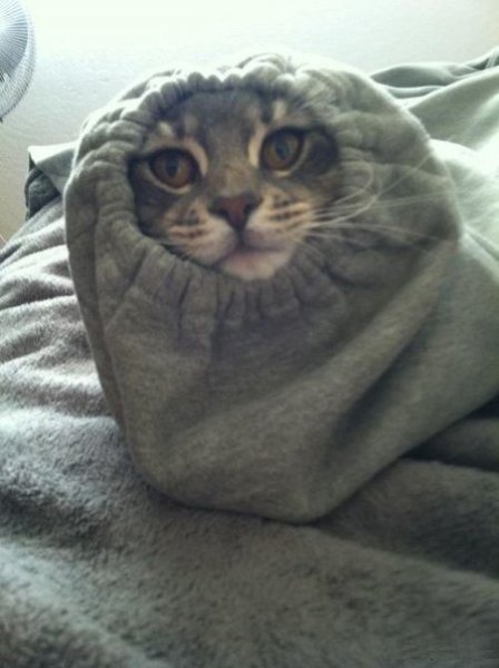 Котик замерз