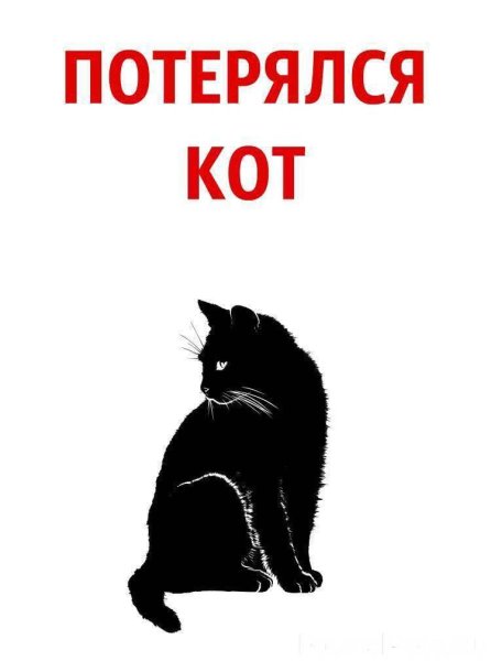 Пропал котик