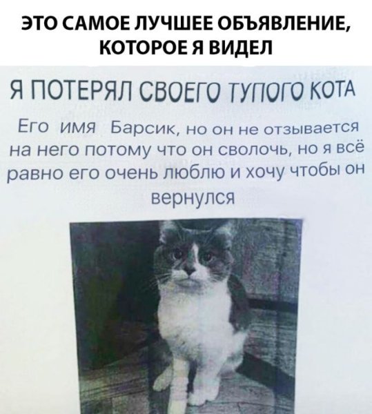 Объявление о пропаже кота