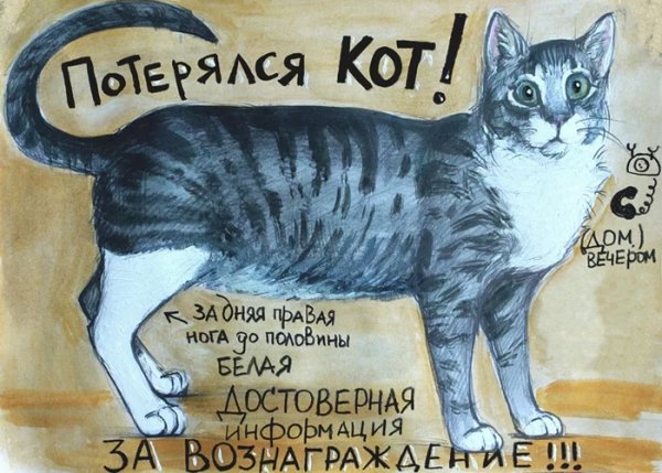 Потерялся кот