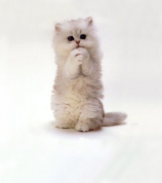 Котик просит