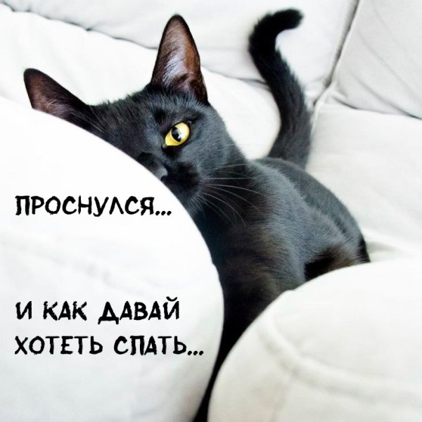 Доброе утро хватит спать шуточные