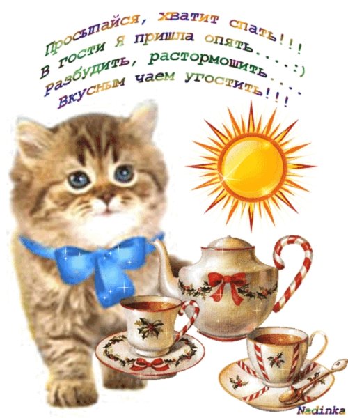 Открытки доброе утро с котиками