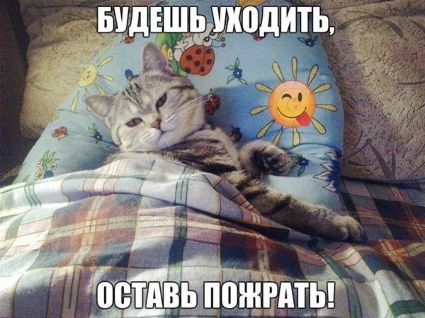 Котик проснулся