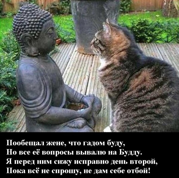 Буддизм кот