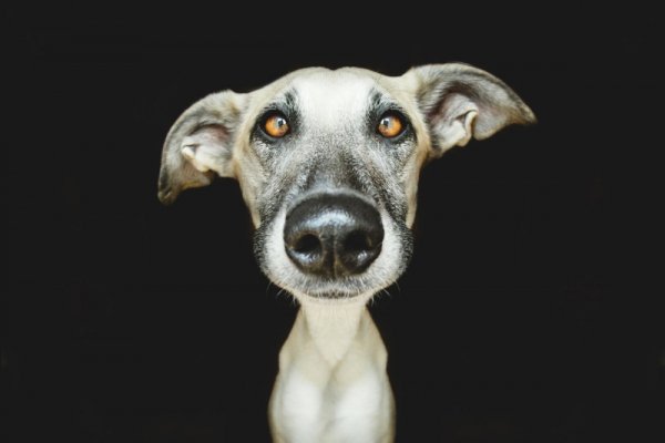 Elke Vogelsang собаки