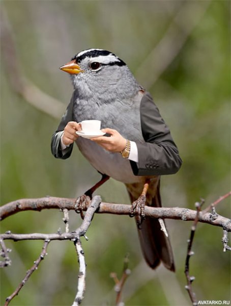 Птица на руке