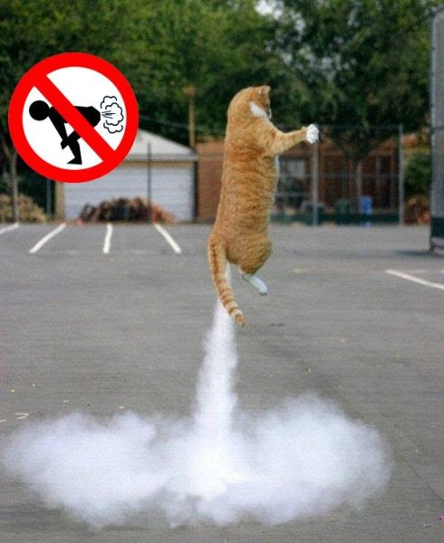 Реактивные коты
