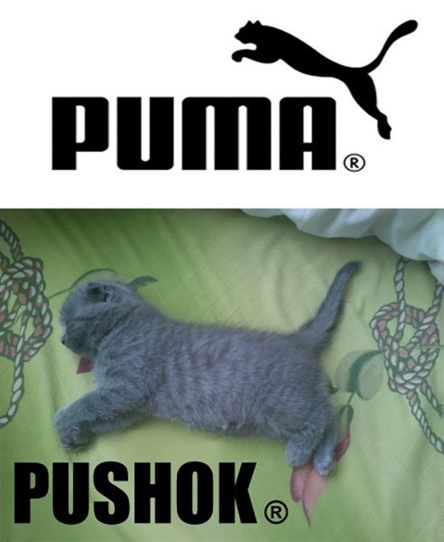 Пума логотип кот